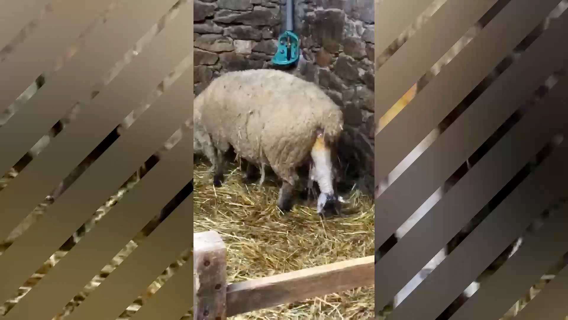 Eine L&auml;mmergeburt